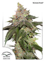 Kerosene Krash Auto (Dutch Passion)