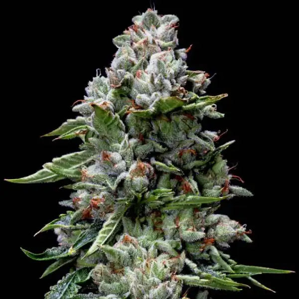 Kosher Cookies (DNA Genetics) feminisiert Cannabis Samen von DNA Genetics