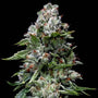 Kosher Kush (DNA Genetics) feminisiert