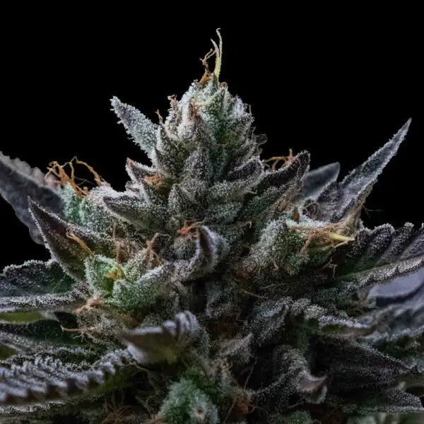 Kosher Kush (DNA Genetics) Regulär Cannabis Samen von DNA Genetics