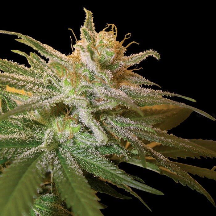 Kushberry (DNA Genetics) feminisiert Cannabis Samen von DNA Genetics