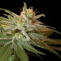 Kushberry (DNA Genetics) feminisiert