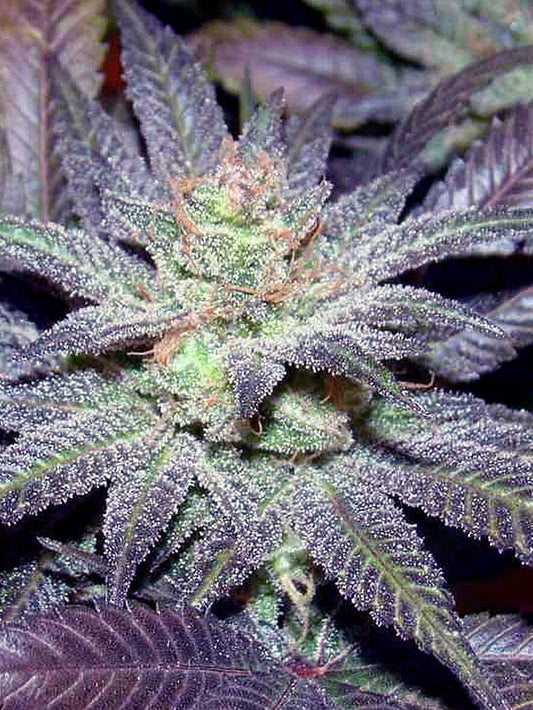 LA Affie (The Cali Connection) feminisiert