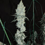 Lemon Cherry Pie R1 (Ethos Genetics) feminisiert