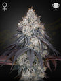Lemon Orange (Greenhouse Seed Co.) feminized