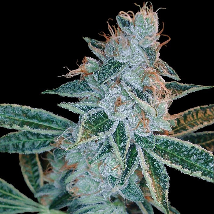 Miss DNA (DNA Genetics) feminisiert Cannabis Samen von DNA Genetics