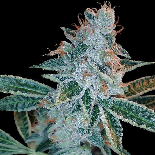 Miss DNA (DNA Genetics) feminisiert Cannabis Samen von DNA Genetics