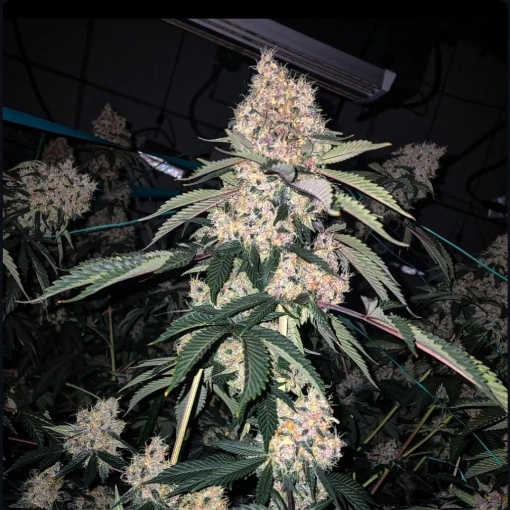 Lemon Whhip Haze IBL (Ethos Genetics) feminisiert