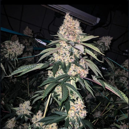 Lemon Whhip Haze IBL (Ethos Genetics) feminisiert