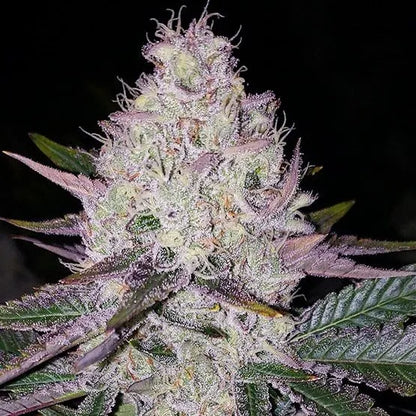 Lemon Berry Candy OG R2 (Ethos Genetics) feminisiert