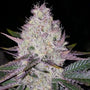 Lemon Berry Candy OG R2 (Ethos Genetics) feminisiert