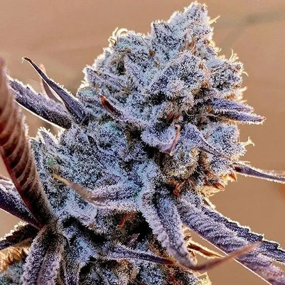 Lilac Diesel RBX2