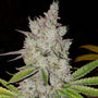 Lilac Diesel Auto RBX2 (Ethos Genetics)