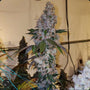 Liqueur R1 (Ethos Genetics) Feminized