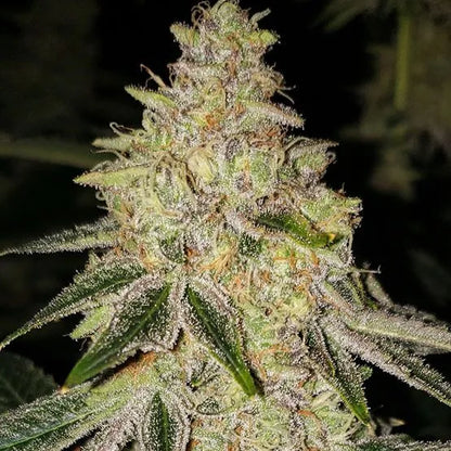 Mac `N´ Jack R1 (Ethos Genetics) feminisiert