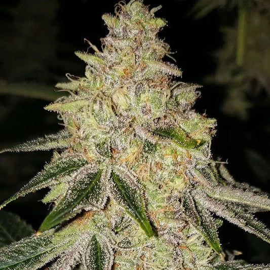 Mac `N´ Jack R1 (Ethos Genetics) feminisiert