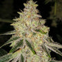 Mac 'N' Jack R1 (Ethos Genetics) Feminized