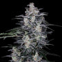 Macnana Auto (DNA Genetics)