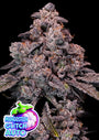 Mangosteen Glitch Auto (Anesia Seeds)