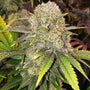 Master Kush Rbx (Ethos Genetics) feminisiert