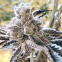 Masterpiece (In House Genetics) feminized