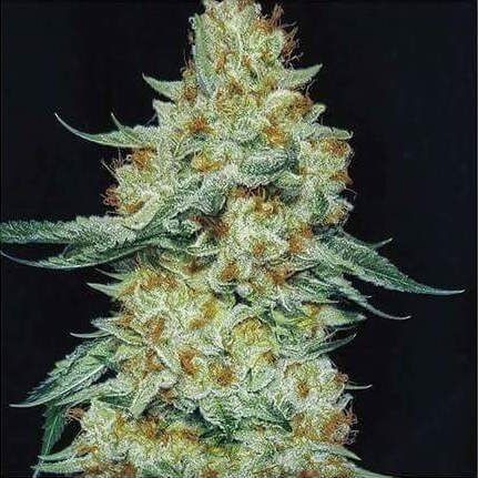 Member Berry RBX1 (Ethos Genetics) feminisiert