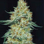 Member Berry RBX1 (Ethos Genetics) Feminized