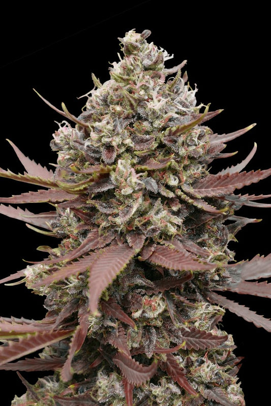 Mimosa Punch (Advanced Seeds) feminisiert