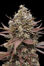 Mimosa Punch (Advanced Seeds) feminisiert