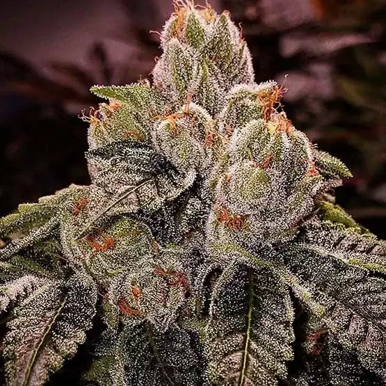 OGDLUX BX3 (Ethos Genetics) regulär