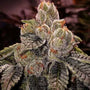 OGDLUX BX3 (Ethos Genetics) Regular