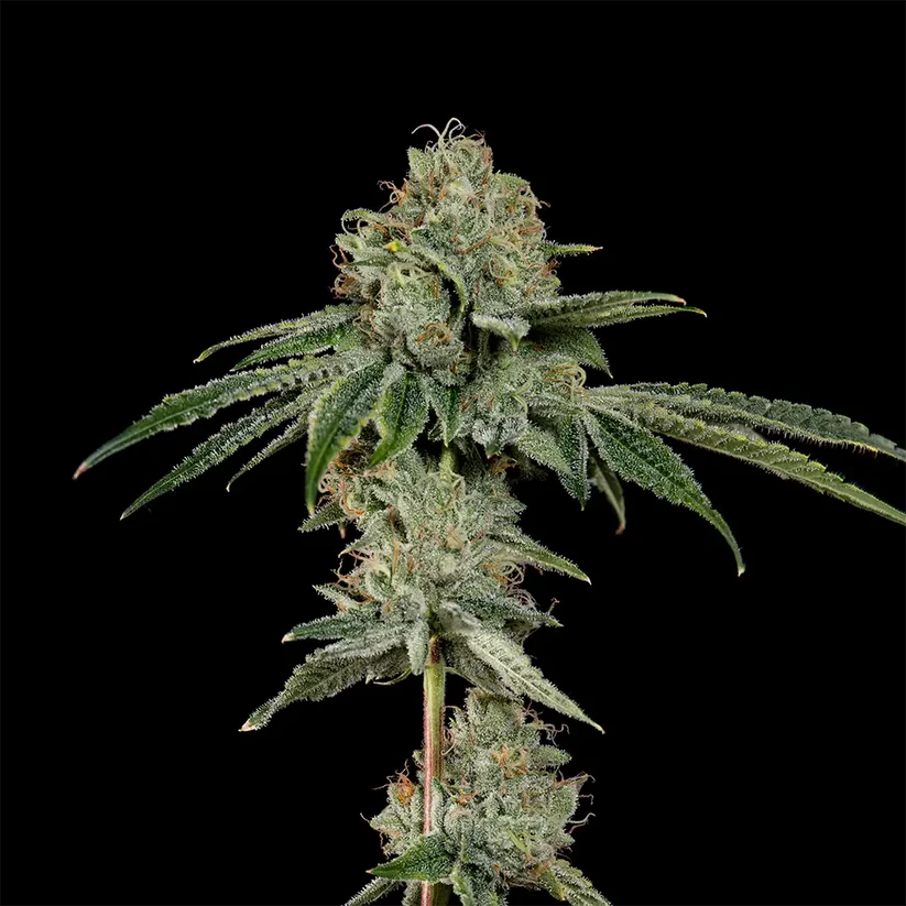OG Hour (Wizard Trees) feminisiert