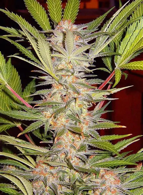 S.A.D. Sweet Afghani Delicious S1 (Sweet Seeds) feminisiert