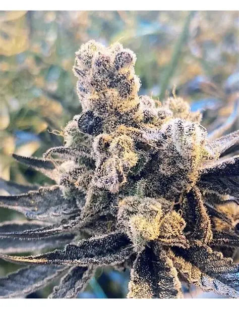 Zurple Punch BX In House Genetics