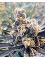Zurple Punch BX (In House Genetics) feminized