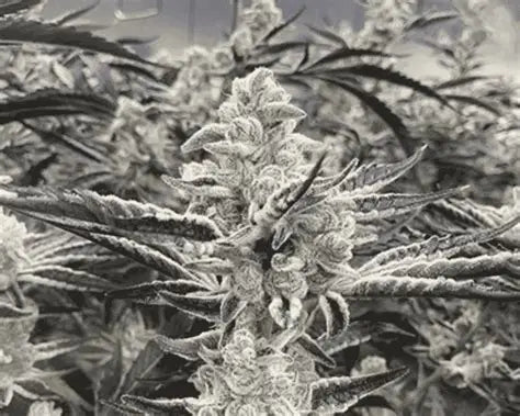 Platinum Kush Breath REMIX (In House Genetics) feminisiert