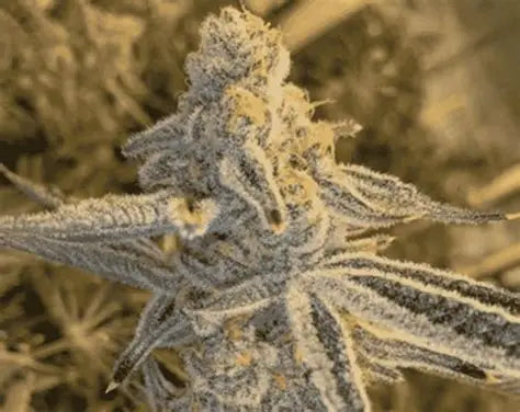 Platinum Jelly (In House Genetics) feminisiert