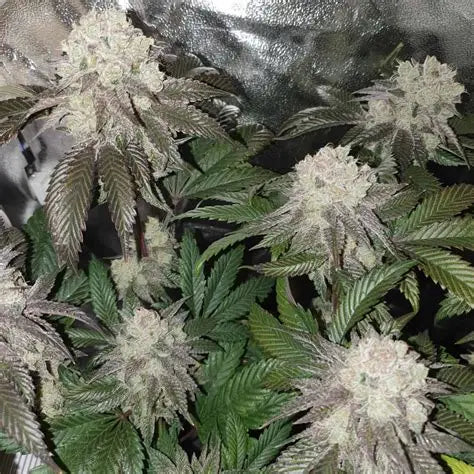 Banana Cake (In House Genetics) feminisiert