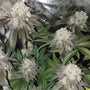 Banana Cake (In House Genetics) Feminized
