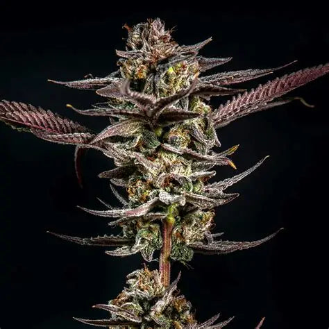 Gelato Kiss (Elev8 Seeds) feminisiert