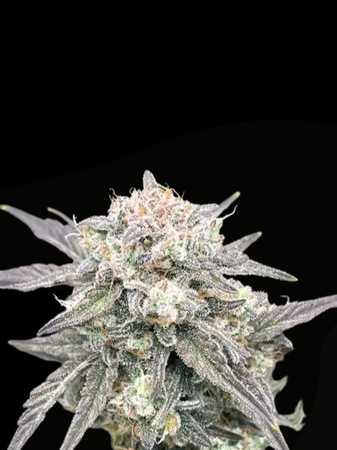 Oreoz Auto (MischSeeds)