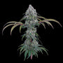 Ocifer (Brothers Grimm Seeds) Feminized