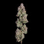 Oh My Thai Auto (Happy Valley Genetics)