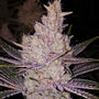Orange Kush Cake R1 (Ethos Genetics) Feminized