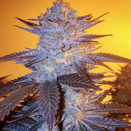 Orange Velvet Underground RBX (Ethos Genetics) feminisiert