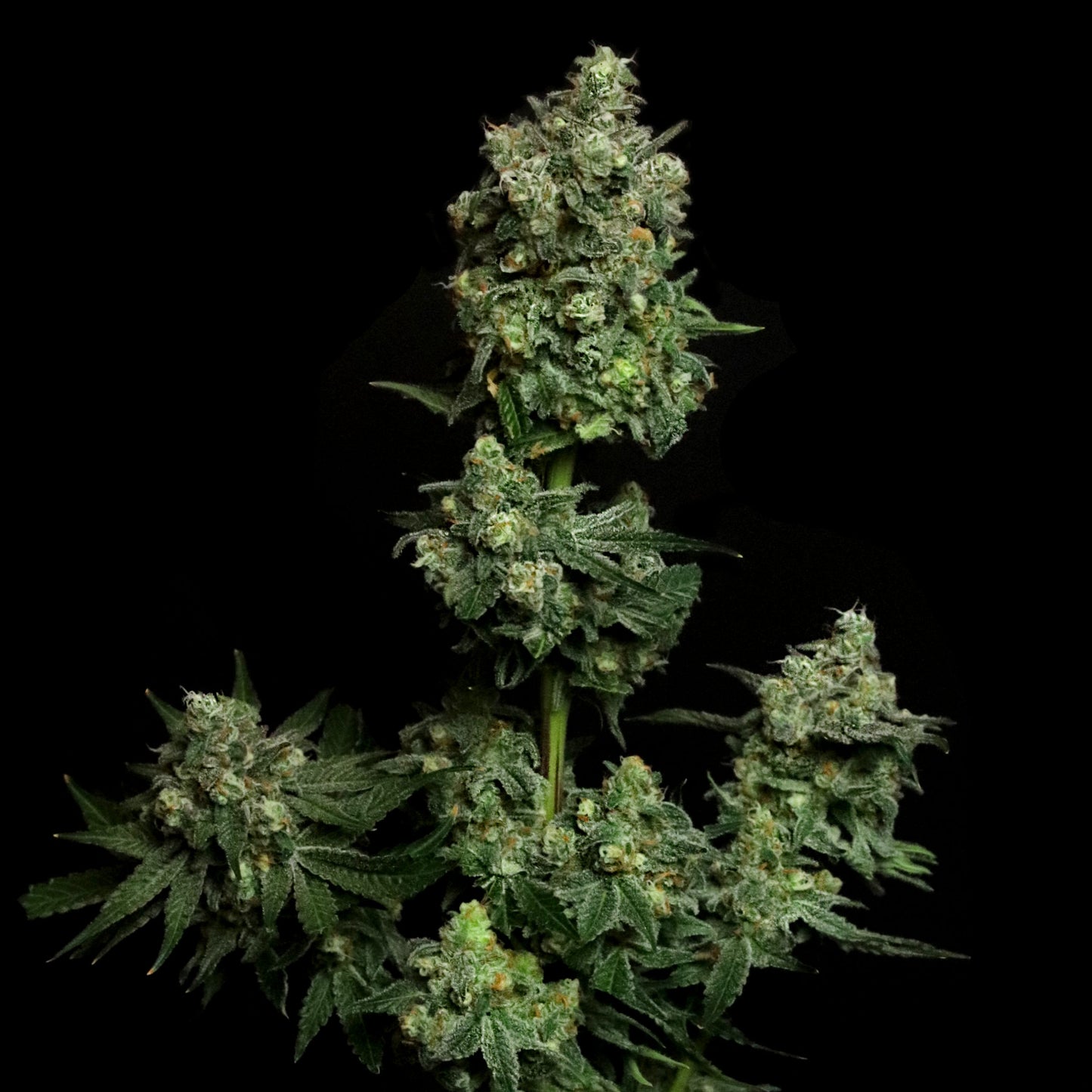 Oregon Apple Trail (Elev8 Seeds) feminisiert