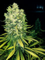 Original Sour Diesel (The Cali Connection) feminized