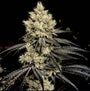Pillows R1 (Ethos Genetics) feminized