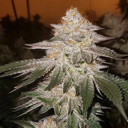 Pina Auto RBX2 (Ethos Genetics)