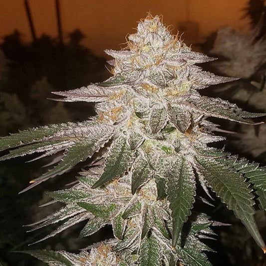 Pina Auto RBX2 (Ethos Genetics)
